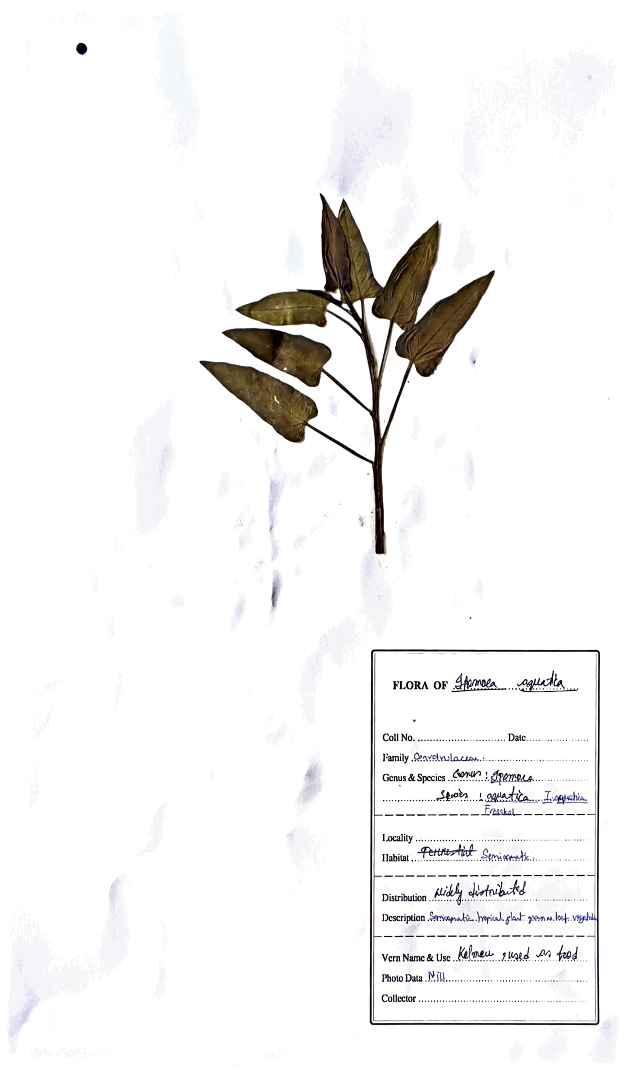 Kolmou (Ass.) (Herbarium)